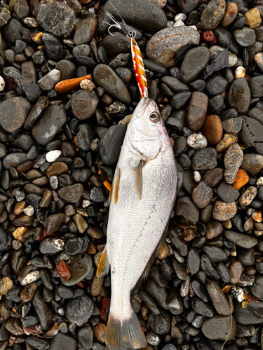 釣果