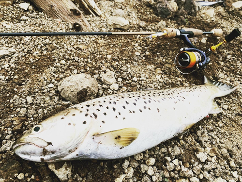 ブラウントラウトの釣果