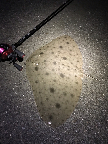 ツバクロエイの釣果