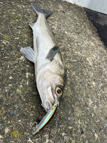 マルスズキの釣果