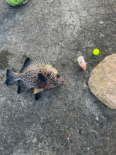 イシガキダイの釣果