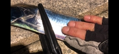 タチウオの釣果