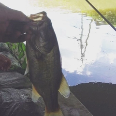 ブラックバスの釣果