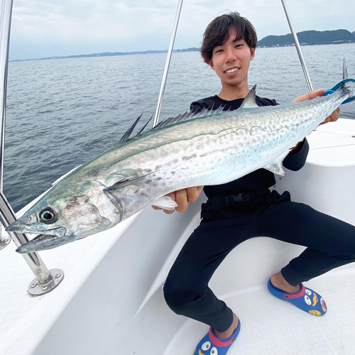 サワラの釣果