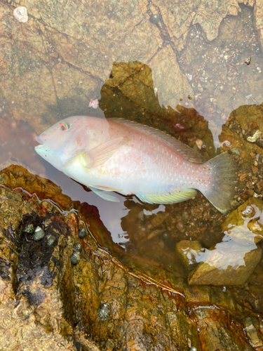 イラの釣果