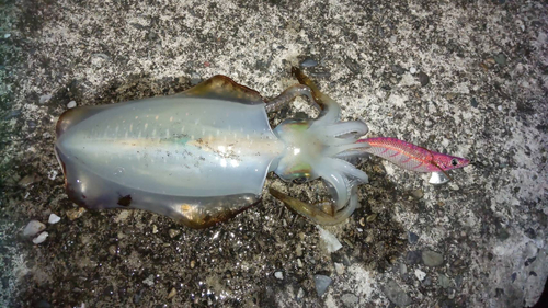 アオリイカの釣果