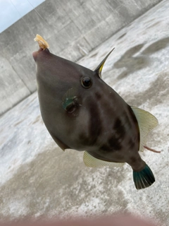 ウマヅラハギの釣果