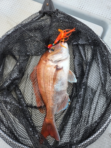 タイの釣果