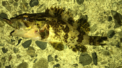 タケノコメバルの釣果