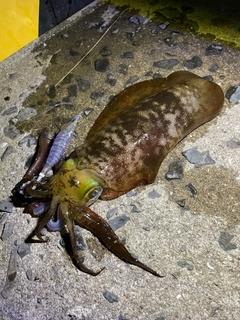 アオリイカの釣果