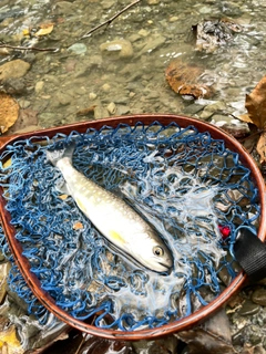 イワナの釣果