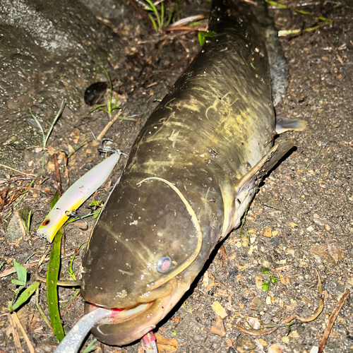 ナマズの釣果