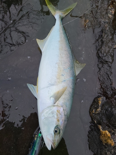 ヒラマサの釣果