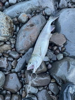 シロザケの釣果