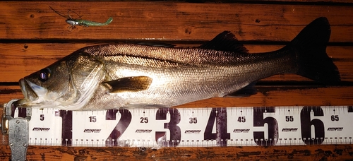 シーバスの釣果