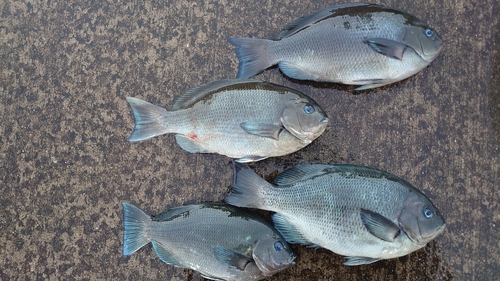 クチブトグレの釣果