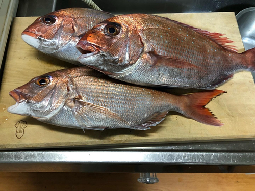 マダイの釣果