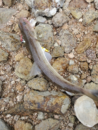 エソの釣果