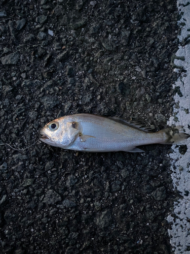 シログチの釣果