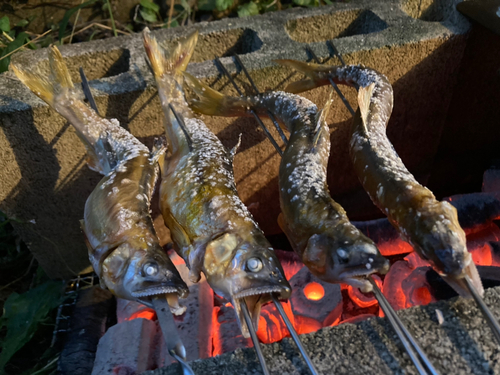 アユの釣果