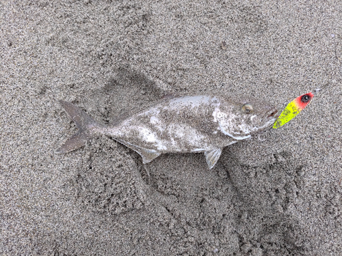 ショゴの釣果