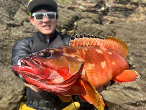 アカハタの釣果