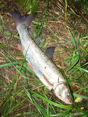 ウグイの釣果