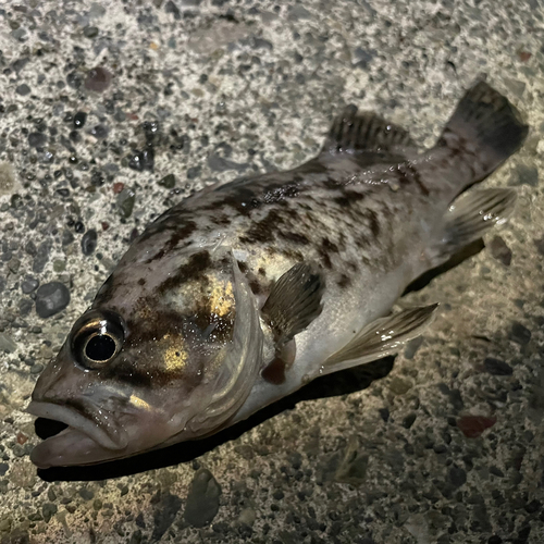 クロソイの釣果