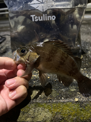 メバルの釣果