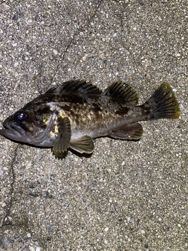 タケノコメバルの釣果