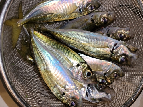 アジの釣果