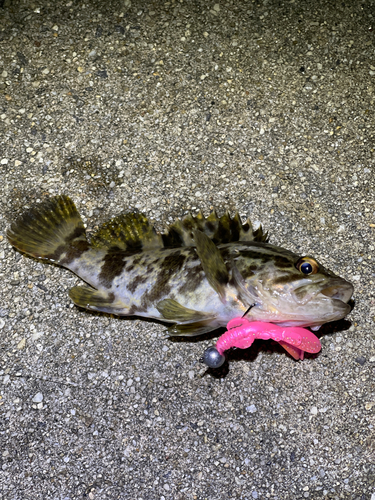 タケノコメバルの釣果