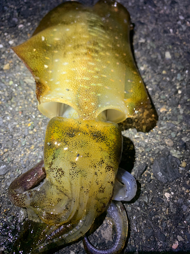 アオリイカの釣果