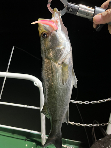 セイゴ（マルスズキ）の釣果