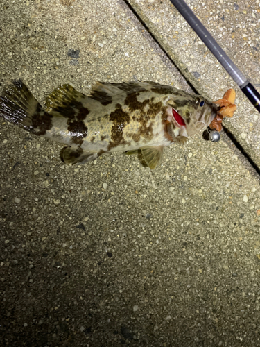 タケノコメバルの釣果