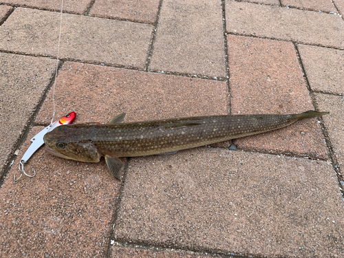 エソの釣果