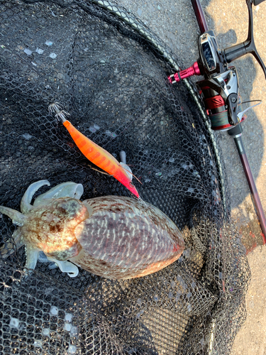 コウイカの釣果