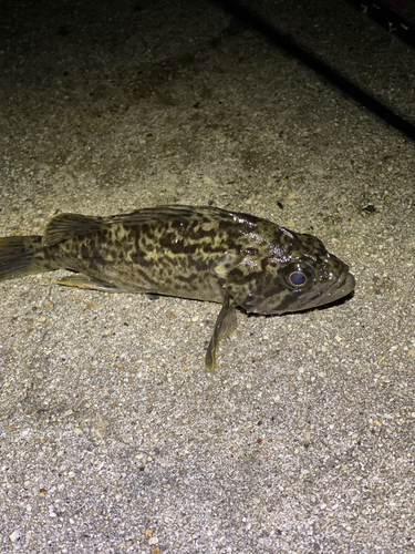 タケノコメバルの釣果