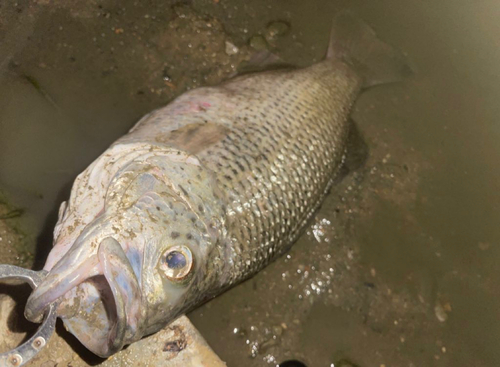 オオクチユゴイの釣果