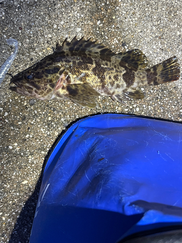 タケノコメバルの釣果