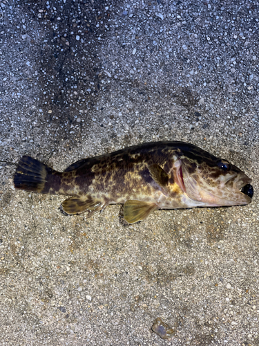 タケノコメバルの釣果