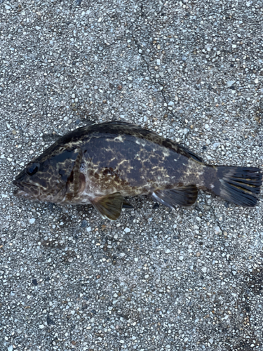 タケノコメバルの釣果