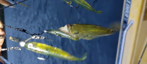 ブラックバスの釣果