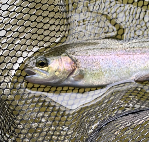 ニジマスの釣果