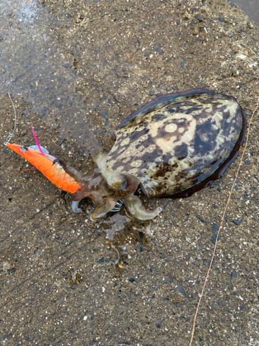 コウイカの釣果