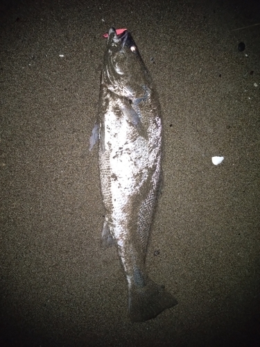 オオニベの釣果