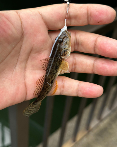 ハゼの釣果