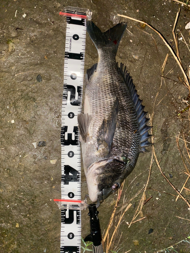 クロダイの釣果