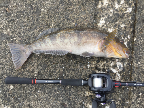 アイナメの釣果