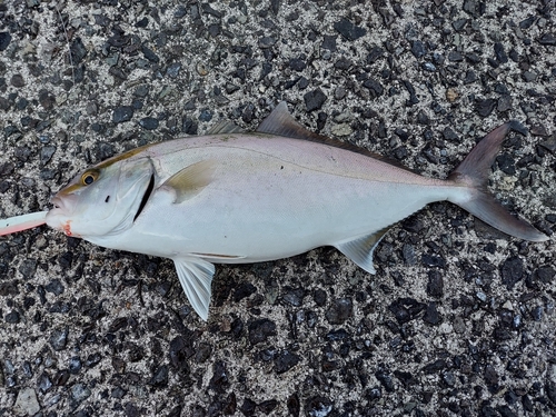 ショゴの釣果